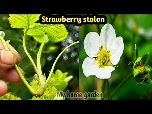 Grow Strawberry Stolon or Runner ( Daughter ) plant.