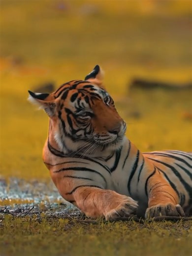 Explore the Wonders of Wildlife