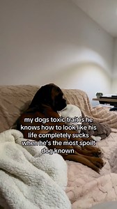 Trunks the Boxer on Reels