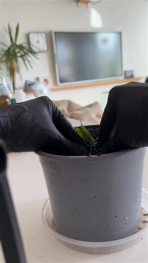 Never buy Cucumbers again! 🥒😲 . . . #lifehacks #cucumber #howto | creative explained