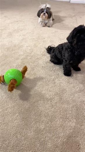 New Snuffle Dog Toys by @Nina_Ottosson 🐶