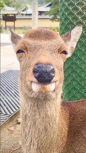Are we the rumored deer girls🦌?