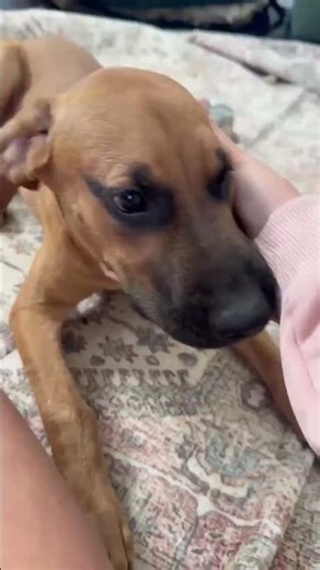 Adoptable dogs!