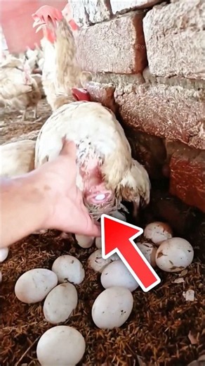Why do hens sometimes need help laying their eggs?🐔🥚#shorts