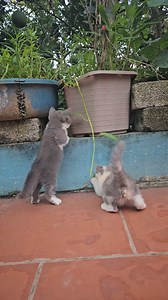 43K views · 7.4K reactions | Spirited 7 Week Old Kittens Adventuring Around ✨ | Tabby Paws | Facebook