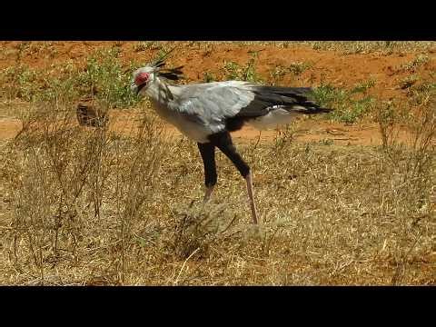 Secretarybird hunting - Sagittarius serpentarius