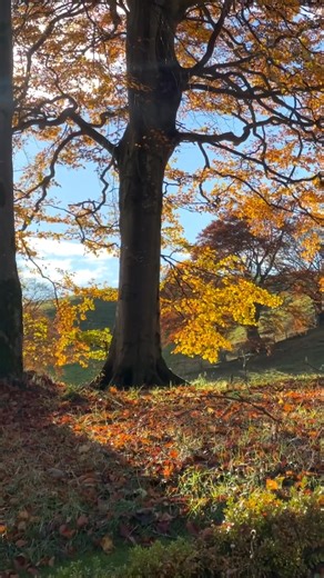 Autumn is here 🍁🍂 📸 @growing_greenfields #countryhome #countrygarden #kitchengarden | Country Homes & Interiors Magazine