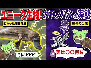 実は毒も持っている？ユニークな動物カモノハシについて解説【ゆっくり解説】【ずんだもん】