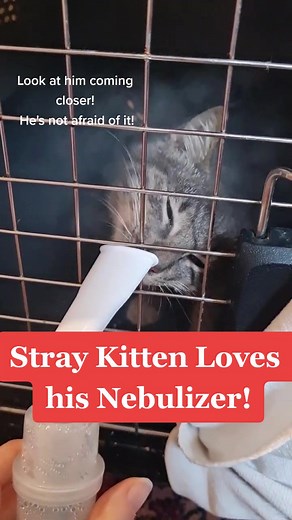 Stray Kitten Recovering with Nebulizer for Calicivirus