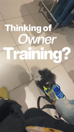 Ally’s Dogs on Instagram: "Thinking of owner training an assistance dog? ✨ Romantic idea. Hardcore lifestyle. Let’s reality-check it. ✨ Before you jump in, ask yourself honestly 👇 ⏰ Time – daily training, public access, proofing, setbacks, repeat forever 🧠 Focus – consistency on bad days, overwhelmed days, all the days 💸 Money – training, travel, equipment, vets, mistakes (yes, they cost) 💪 Ability – handling skills, emotional regulation, advocacy in public spaces Owner training isn’t “DIY w
