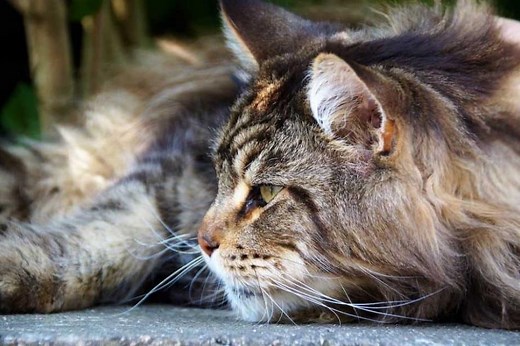 Are Maine Coon Killers?