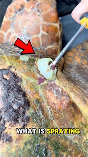 What Is This Purple Stuff Spraying Out Of These Barnacles? #animalrescue #animals