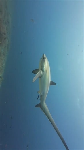 Thresher sharks are one of the ocean’s most fascinating predators. With a tail that’s nearly as long as their body, they use it like a whip to stun their prey. 🦈 But like many shark species, they’re under threat from overfishing and plastic pollution. Protecting sharks means protecting balance in the ocean. Every thresher matters. #threshershark #4ocean #sharks #oceanconservation #protectwhatyoulove #marinelife #stopoceanplastic #savesharks | 4ocean