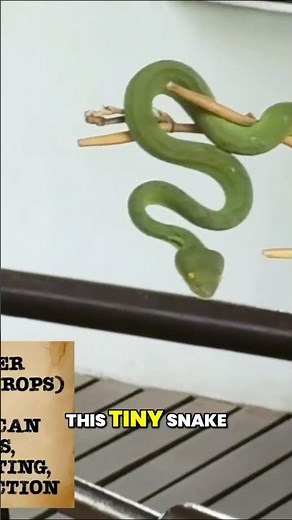 Deadly Green Pit Viper: Thailand's Most Dangerous Snake! #shorts