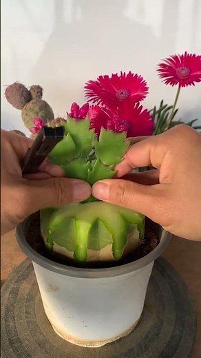 Cactus Grafting Tutorial 🌵 Easy Steps to Create Unique Hybrid Cacti