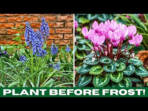 LAST CHANCE to Plant! 🚨 Plant These NOW for Stunning Spring Blooms 🌸