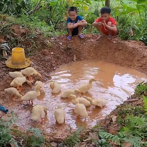 Orphan Boy Digging ponds for ducks to bathe in, raising ducks, bathing in streams, picking berries | Orphan Boy