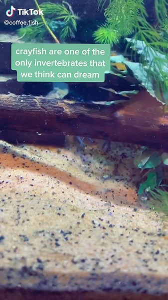 Exploring the Fascinating World of Crayfish in Aquarium Setup