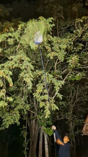 1.2M views · 3.5K reactions | points, very agile animals #reelsvideo #fyp #trending #viralvideo | Rosi Rosi | Facebook