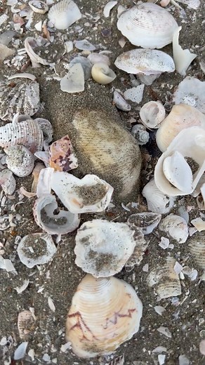 Finding pearl shell under sand | Brian Freeman A