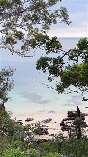 Holidaying is exhausting work 💤 #dog #dogsoftiktok #papillondog #explorerdog #southcoast #nswsouthcoast #jervisbay #jervisbayaustralia #beach #beachholiday