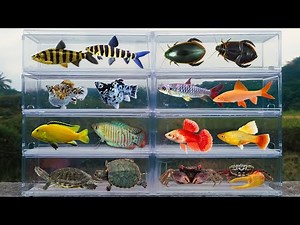 Fish: Turtle, Crab, Diving Beetle, Platy Fish, Rainbow Shark, Cichlid, Leporinus Fish, Molly Fish