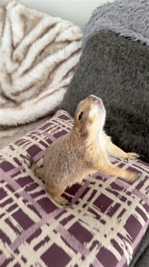 It’s WAHOO WEDNESDAY!!! #prairiedog #wahoo