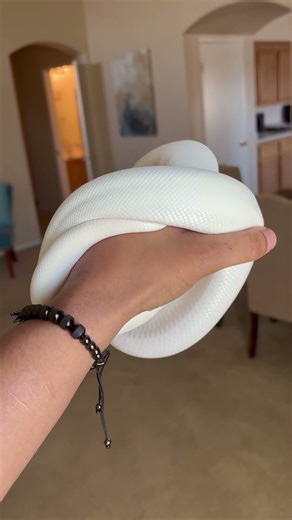 Pure White Ball Python