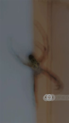 antiphant (@scottmmurray)’s videos with Moon Dance - Tim Burton's Corpse Bride Soundtrack