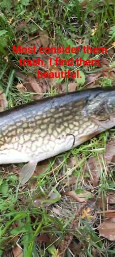 chain pickerel jack. #fishing #fish #fishingvideo