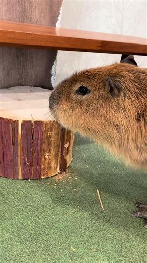 Expert Log Hewing Techniques for Beginners