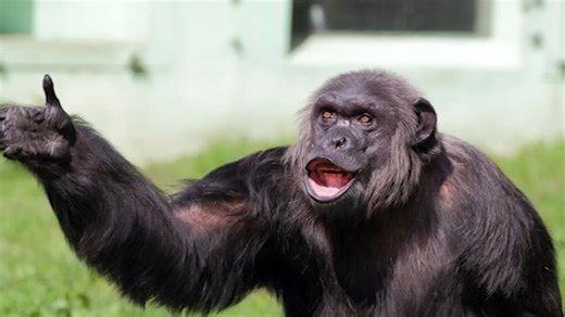 How a global anomaly rewrote the rules of survival