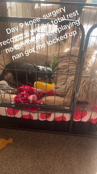 Chihuahua's TPLO Recovery Journey: Progress Update