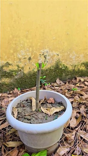 #gardening #flowers #nerium #kaner #nature #motivation #learning