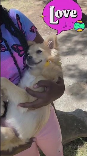 Roman Helps Smiling Shelter Dog Find A Home | Roman To The Rescue | ‪@disneychannel‬ x ‪@TheDodoKids‬