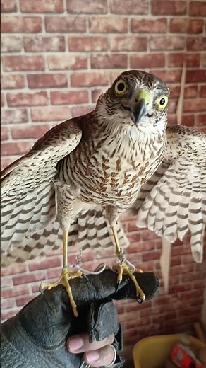 A beautiful Juvenile Sparrowhawk