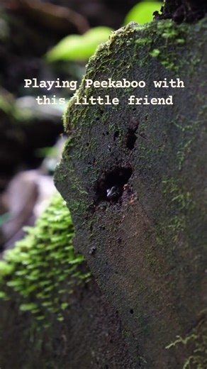 Peekaboo with Skinks #nature