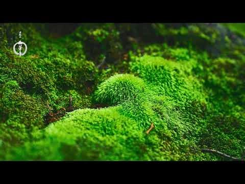【西芳寺のひと音】雨の染み入る、苔庭で／The Sounds of Saihoji, The Moss Garden in the Rain