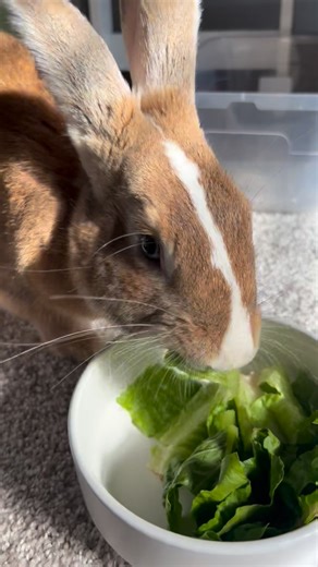 In the last 12 hours, 4 families asked us to take their bunnies…because they can’t afford to feed them. This is happening in our own community. Groceries are expensive, rent is up, and with SNAP/EBT unavailable due to the shutdown, families are feeling the pinch - and their bunnies are at risk. These are loving homes. They just need a little help keeping their pets fed. That’s why we created the country’s first bunny-specific Pet Food Pantry a couple of years ago. Hay, pellets, and supplies go d