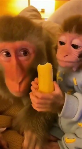 🤣😅Baby Monkey Pissed Off Daddy Monkey🍌🤣 #funny #animals #fyp #monkey