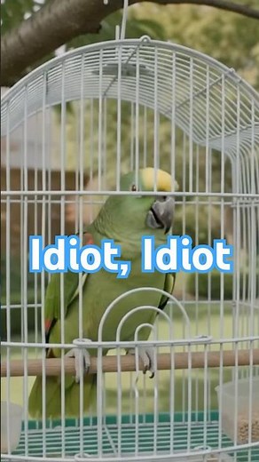 My crazy neighbor keeps calling me idiot! So it seems :-)