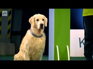 Golden Retriever Steal The Show With His Hilarious 'Obedience' Performance Fail