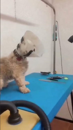 Hey Don't Touch Me, I Am Very Dangerous Dog #shorts #dogs&catstoons