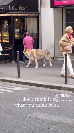 Can I Pet That Dawg? - TikTok Popular Video