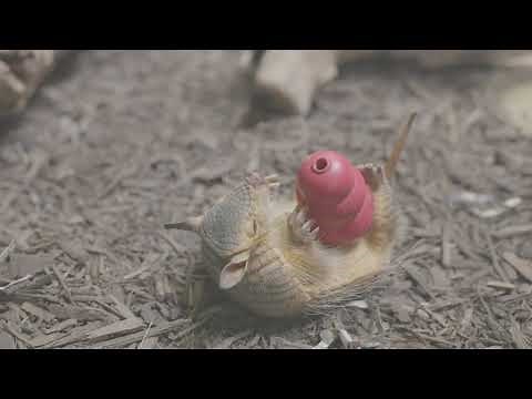 Watch Screaming Hairy Armadillo Sherman Go Wild For His Enrichment Toy