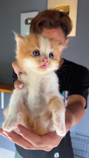 Super Timelapse: Kitten to Adult Transformation