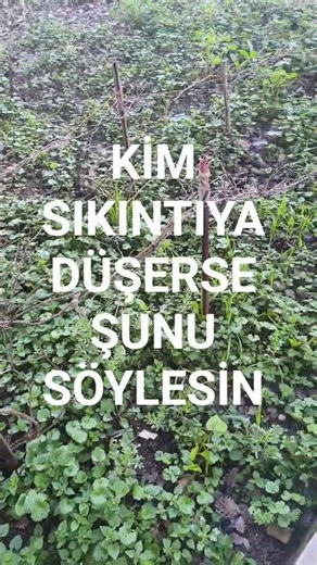 Whoever is in distress should say this: #prayer #namaz #quran #short #shortvideo #trending