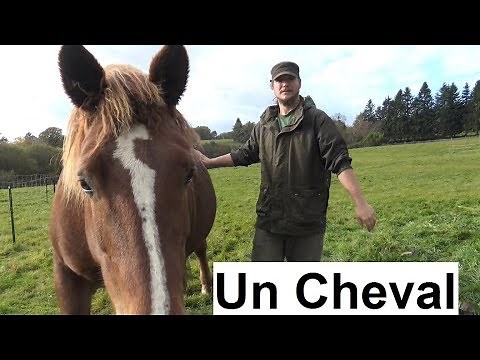 Have a Horse!