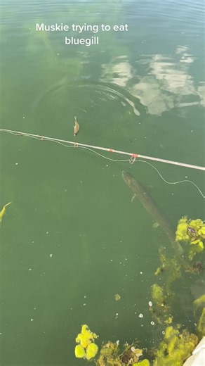 Muskie Trying to Eat Bluegill