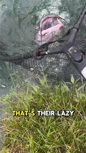 WHERE To Catch A CATFISH?! 🎣👍 #shorts #fishing #catfish